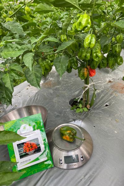 Carlor Red 490 F1 Habanero Seed