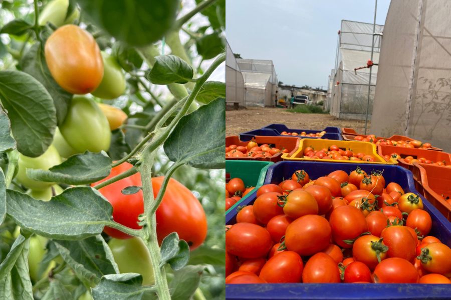 Accelerated Agricultural Development Scheme (AADS) – Empowering Agri-preneurs through Greenhouse Farming in Delta State