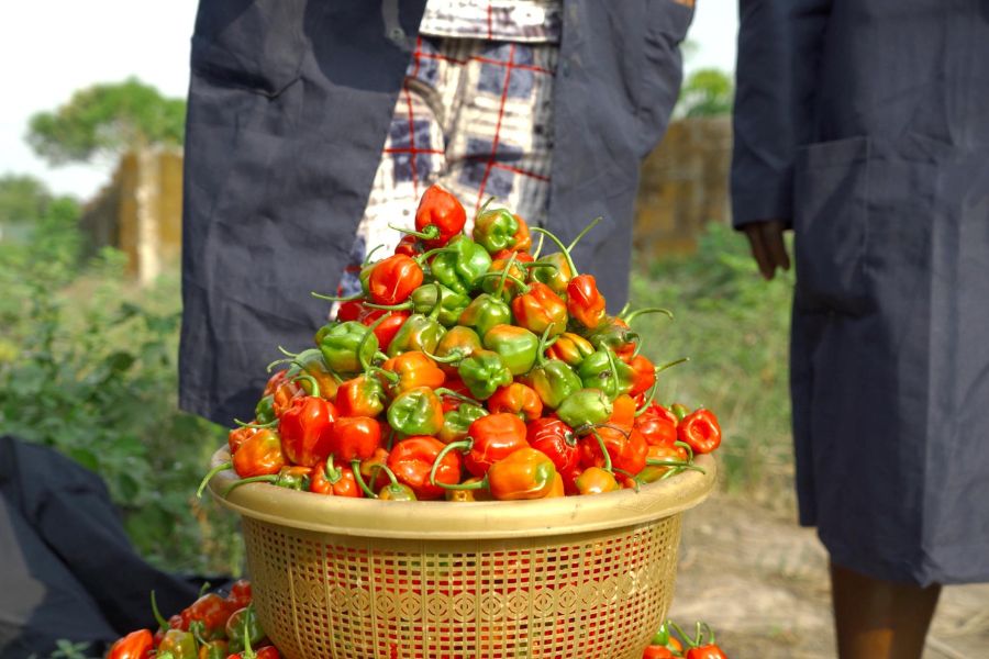 Empowering Women and Youth through the Homestead Garden Project: A Success Story with IFAD and Life-ND