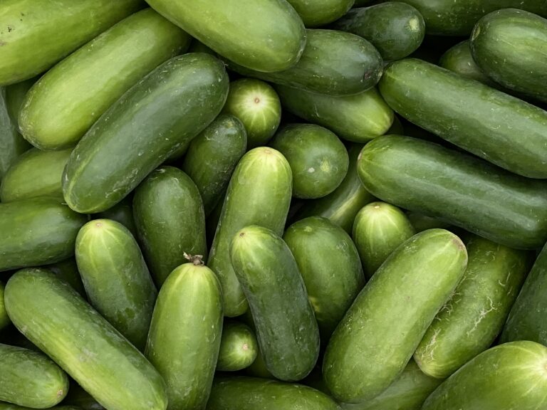 Cucumber farming in Nigeria