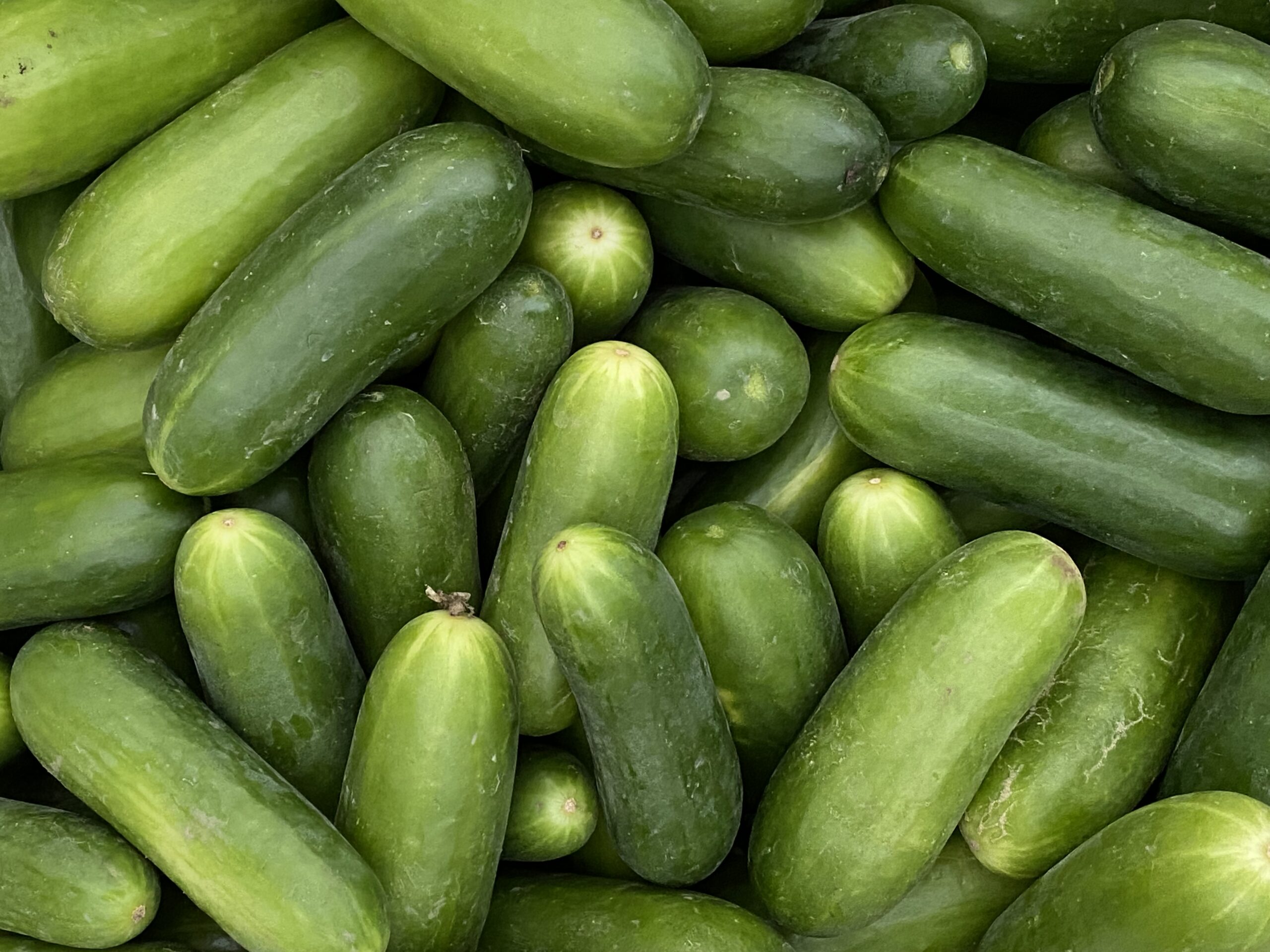 Cucumber Farming in Nigeria