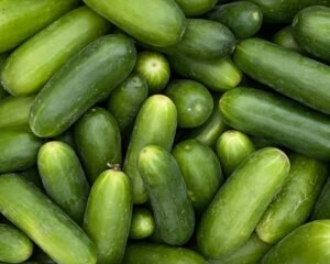 Cucumber Farming in Nigeria