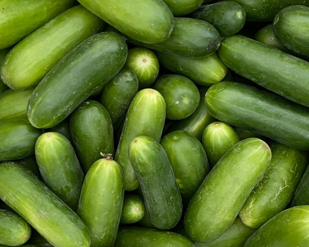 Cucumber Farming in Nigeria: 6 Best Ways to Farm Cucumber for the Best Yield