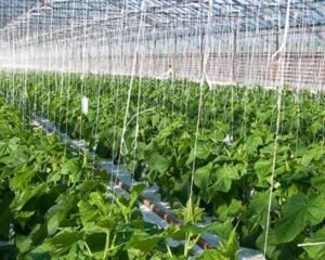 Greenhouse Farming