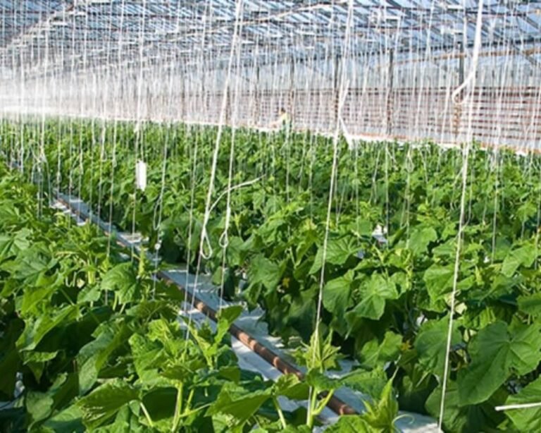 Greenhouse Farming