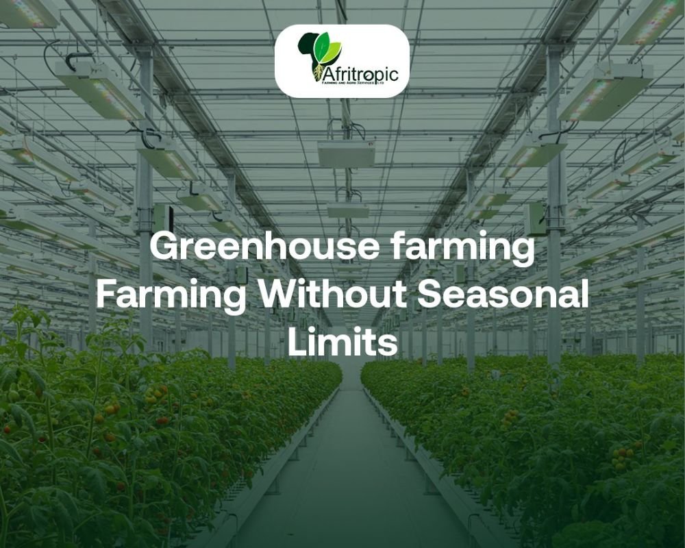 Greenhouse Farming in Nigeria: The Smart Investment for Farmers, Cooperatives, and Government Projects