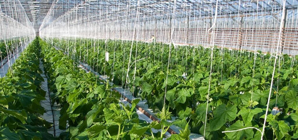 Greenhouse Farming