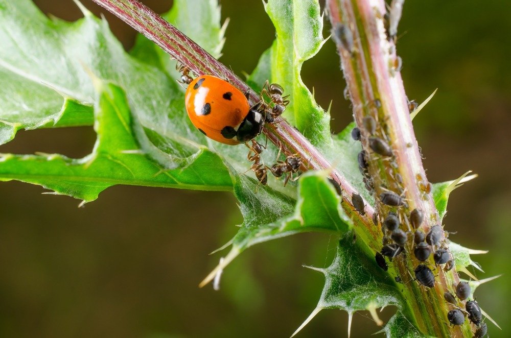 Pest and Disease