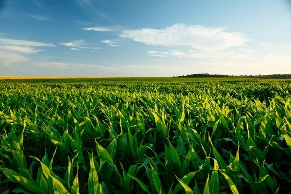 Farm Region