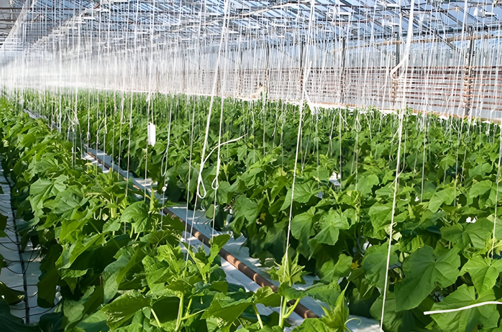 greenhouse company in nigeria