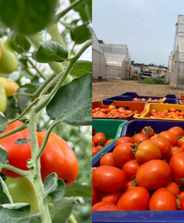 Accelerated Agricultural Development Scheme (AADS) – Empowering Agri-preneurs through Greenhouse Farming in Delta State