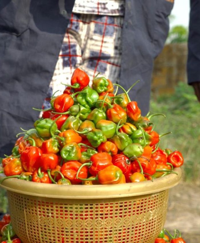 Empowering Women and Youth through the Homestead Garden Project: A Success Story with IFAD and Life-ND